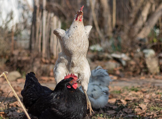 Schöne Hennen am Picken und Fressen an einem Sonnigen Wintertag im Süden Deutschlands
