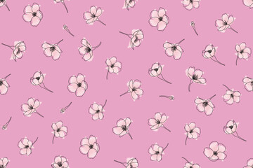 Illustration of the cherry blossoms flower on pink background.