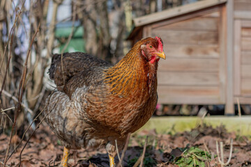 Schöne Hennen am Picken und Fressen an einem Sonnigen Wintertag im Süden Deutschlands