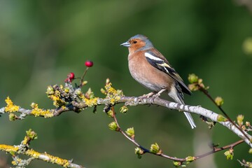 Chaffinch / Fringilla coelebs