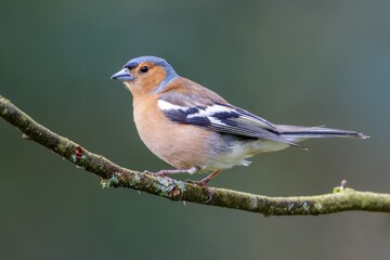 Chaffinch / Fringilla coelebs