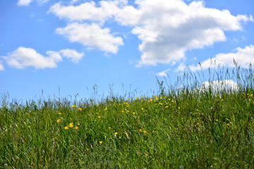 A grassy field with yellow flowers and blue sky and clouds on background in sunny day 