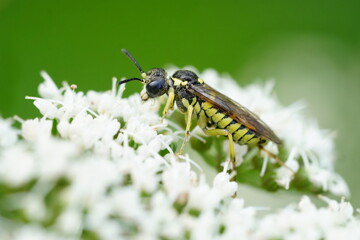 Tenthredo notha, a common sawfly, is a species belonging to the family Tenthredinidae subfamily Tenthrediniinae.