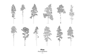 Pine tree line drawing, Minimal style, Side view, set of graphics trees elements outline symbol for architecture and landscape design. Vector illustration, Pinus Sylvestris - obrazy, fototapety, plakaty