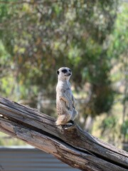 meerkat on guard