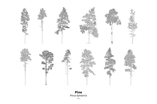 Pine tree line drawing, Minimal style, Side view, set of graphics trees elements outline symbol for architecture and landscape design. Vector illustration, Pinus Sylvestris