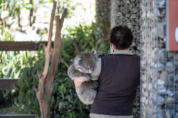 Koala