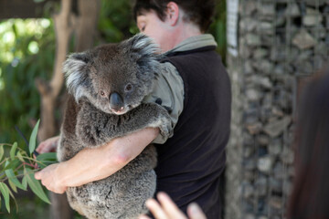 woman with a koala © BrunaNS