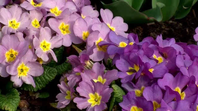 Lila Primeln im Fr&uuml;hling (Kamerazoomfahrt)