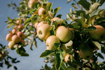Many colorful ripe juicy apples on a branch in the garden ready for harvest in autumn. Apple orchard