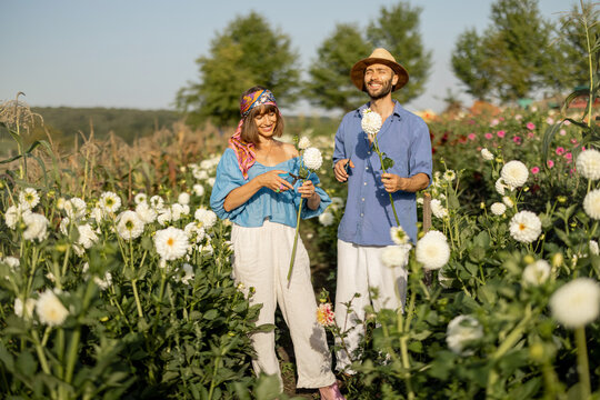 Happy man and a woman pick up dahlia flowers while working at rural flower farm on sunset. Concept of a small business of growing dahlias in summer garden