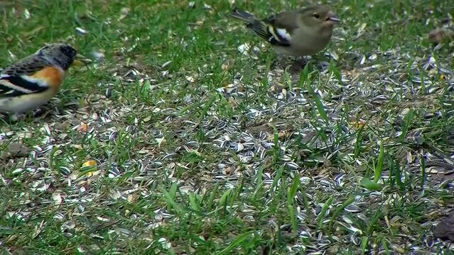 Ein eher unauff&auml;lliges Buchfink-Weibchen und ein farbenfrohes Bergfink-Weibchen pieken Kerne von der Wiese