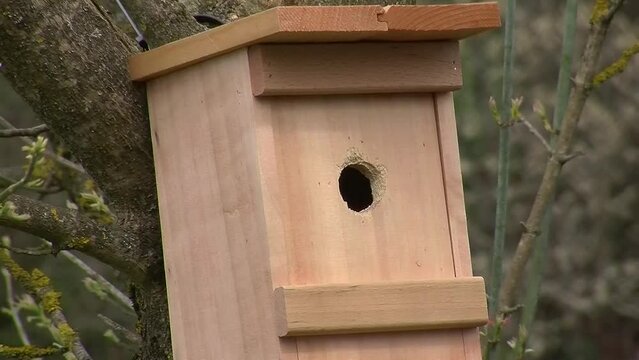 Die Blaumeise bringt eine wei&szlig;e Feder -Baumaterial f&uuml;r das Nest- durch das Flugloch des Nistkastens und fliegt anschlie&szlig;end wieder weg (Originalton)