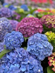 Obraz premium Colourful hydrangeas in the garden 