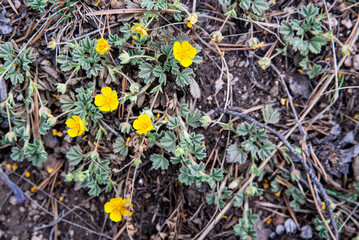 background of yellow flowers on the grass
