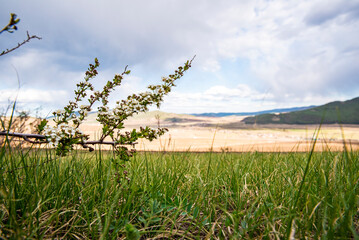 landscape with a branch with white flowers in the background