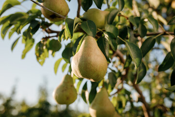 Tasty juicy young pear hanging on tree branch on summer fruits garden as healthy organic concept of nature background. Ripe fruit harvest