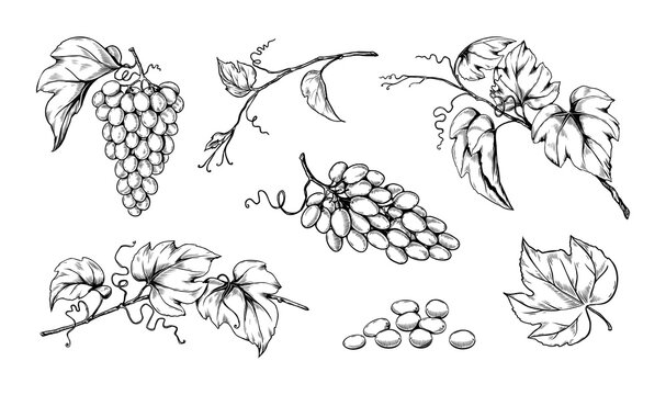 Ink grape with seeds, engraving vineyard. Hand drawing or sketch for vintage wine label, grunge fruit art, berry with leaves on branches. Decorative elements for design. Vector illustration
