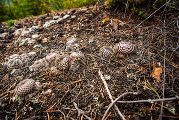 background of round green flowers on the rocks