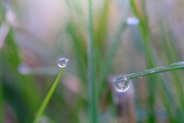 dew on grass