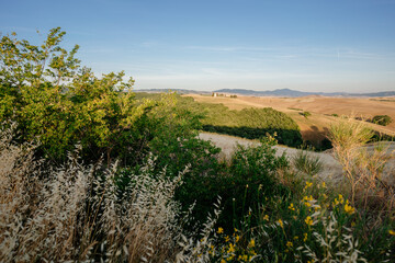 Fototapeta premium beautiful summer day on meadow in Tuscany