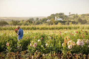 Farmer walks with freshly picked up dahlia flowers on flower farm on field on sunset. Beautiful...