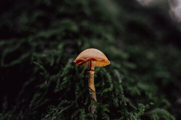 Mushroom in the magic forest