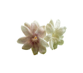 orchid isolated on white background,Can be used for invitations, greeting, wedding card.