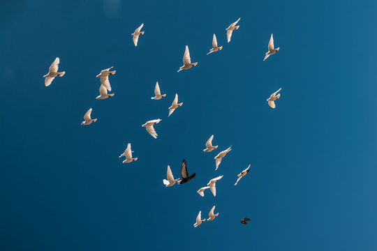 p&aacute;ssaros voando ceu azul