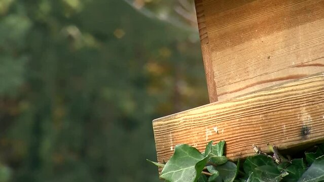 Das Futter im Vogelhaus ist bei den Blaumeisen sehr begehrt