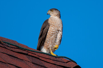Cooper's Hawk