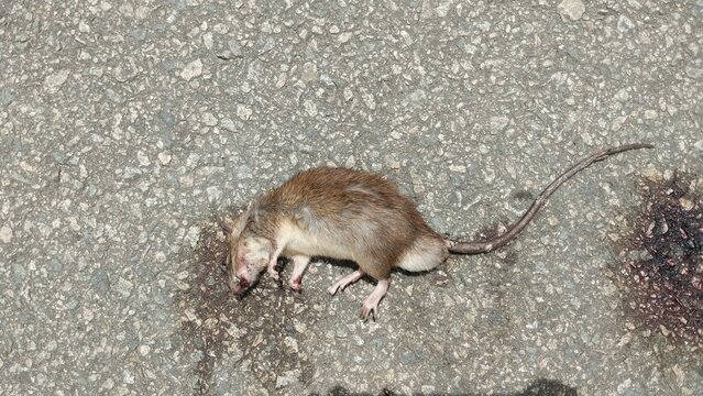 a mouse that died in the middle of the road