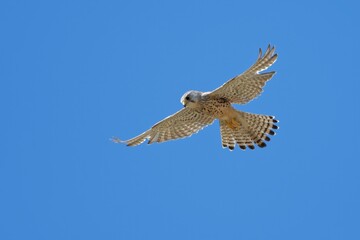 Kestrel /Falco tinnunculus