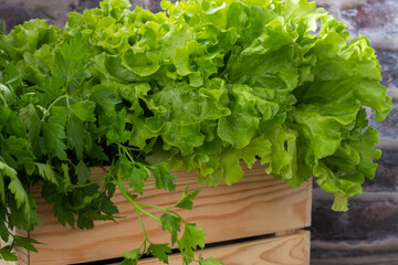 Closeup Fresh organic green leaves lettuce salad plant in hydroponics vegetables farm system