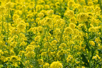 Obraz premium 早春の南房総 鴨川の菜な畑ロード 青空のもと満開の菜の花が輝く