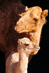 Baby Camel & Mother in Tomb, Petra Jordan