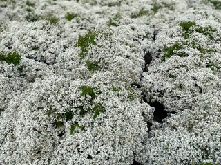 White flowers in the field 