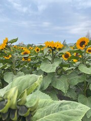 sunflowers in the field