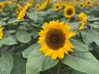 field of sunflowers