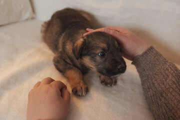 Little  cute puppy in home.