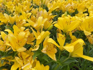 Yellow lilies in the garden 