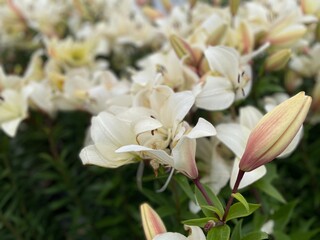 Fototapeta premium lily of the valley in spring