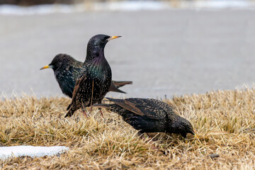 The common starling or European starling (Sturnus vulgaris) on a shore of lake Michigan