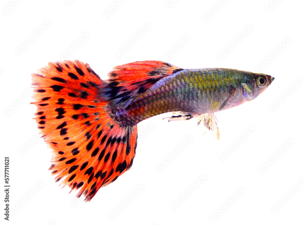 Wall mural guppy fish isolated on transparent png