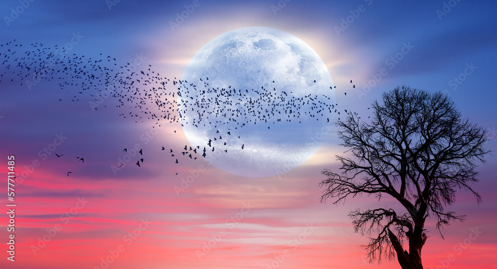 Poster silhouette of birds flying over lone tree with aurora against super moon 