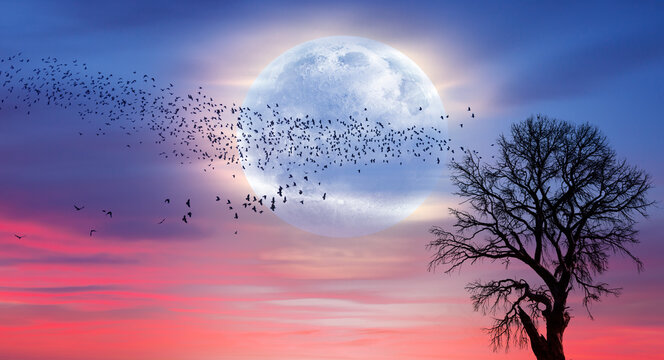 Silhouette of birds flying over lone tree with aurora against super moon "Elements of this image furnished by NASA"