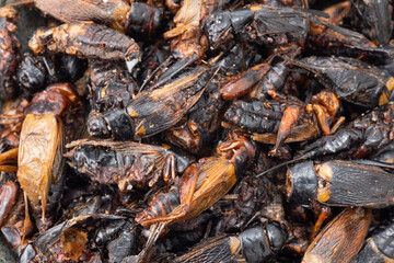 食用コオロギ_昆虫食_SDGs_乾燥フタホシコオロギ