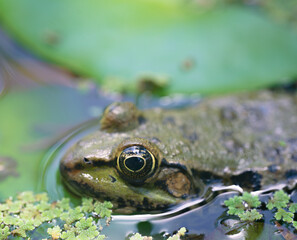 frog in a pond