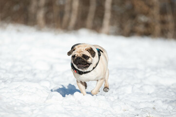 pug  dog in snow