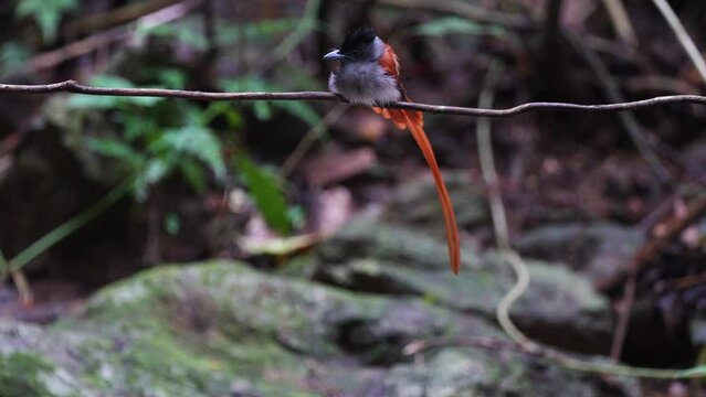 Blyth's Paradise-flycatcher. Scientific Name : Terpsiphone affinis perched on a branch